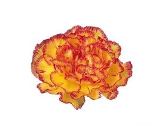 عکس گل میخک هلندی