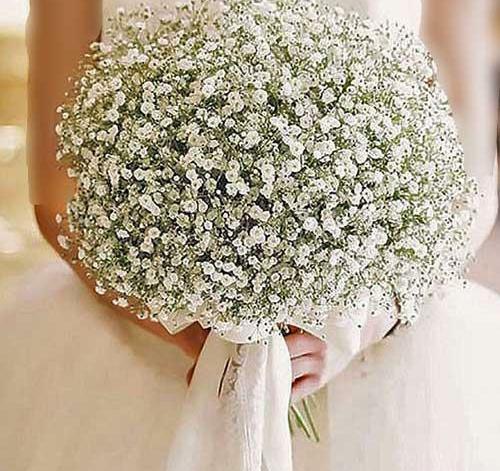 عکس گل میخک هلندی
