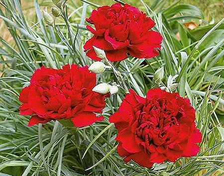 عکس گل میخک هلندی