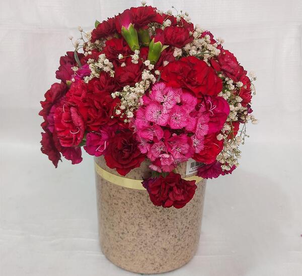 عکس گل میخک هلندی