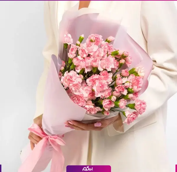 عکس گل میخک هلندی