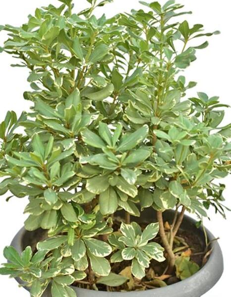 عکس گل میخک هلندی