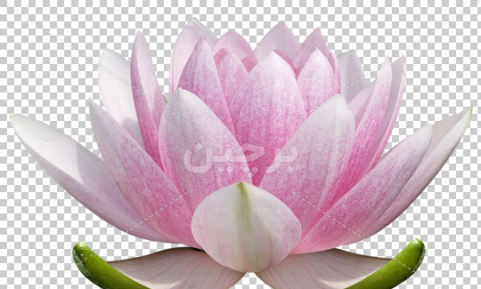 عکس گل نیلوفر آبی