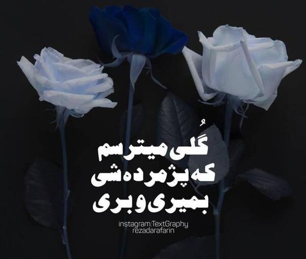 عکس پروفایل گل سیاه پژمرده