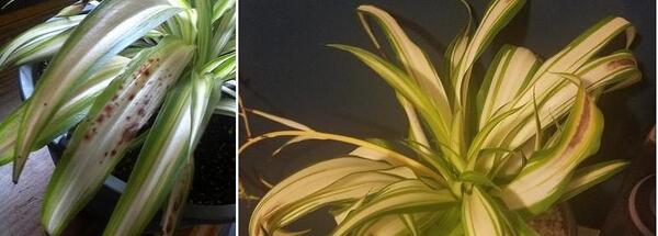 عکس گل آپارتمانی گندمی