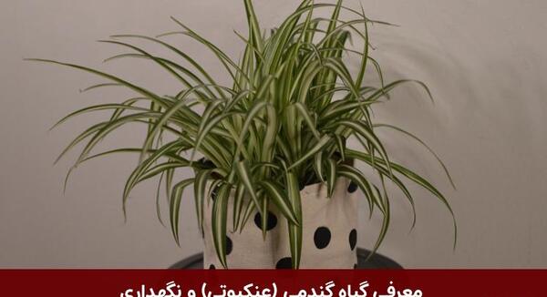 عکس گل آپارتمانی گندمی