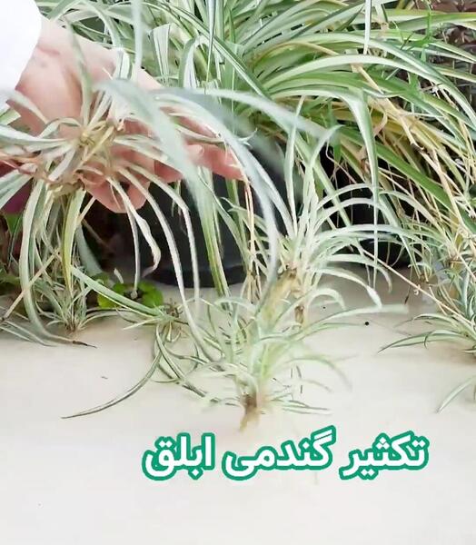عکس گل آپارتمانی گندمی