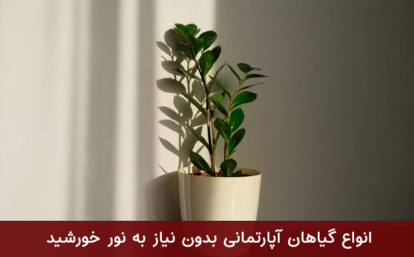 عکس گل آپارتمانی گندمی