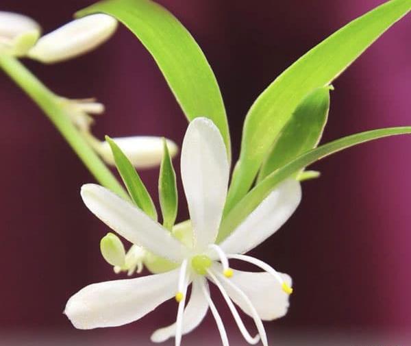 عکس گل آپارتمانی گندمی