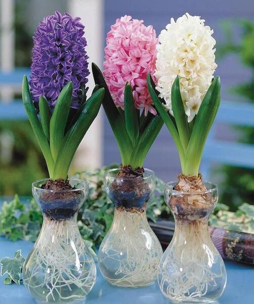 عکس گل سنبل تکه