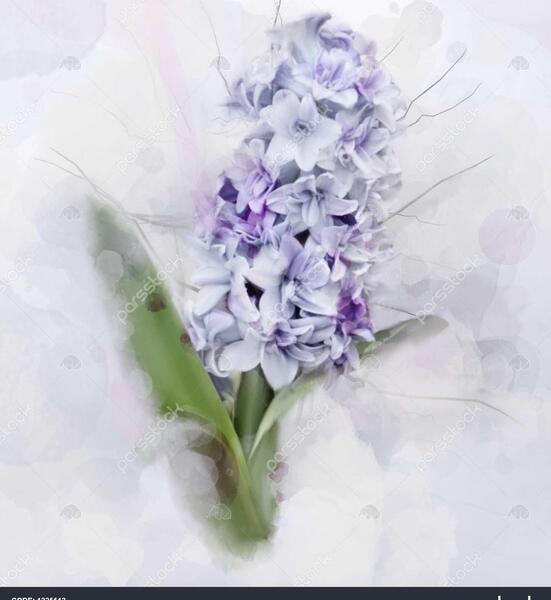 عکس گل سنبل تکه