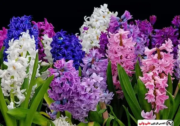 عکس گل سنبل تکه