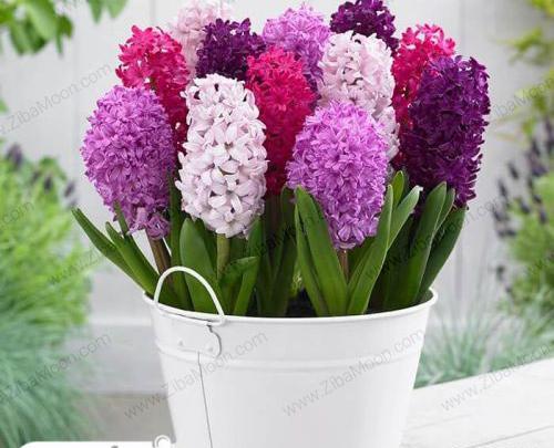 عکس گل سنبل تکه