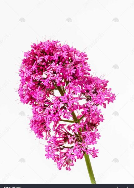 عکس گل سنبل تکه