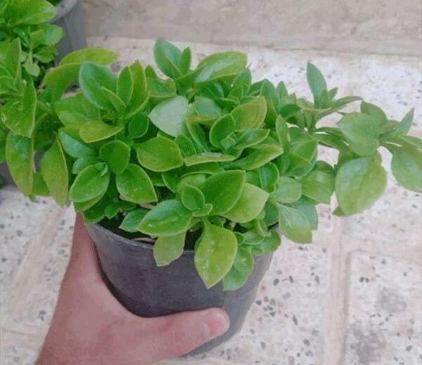 عکس گل یخی کریستال