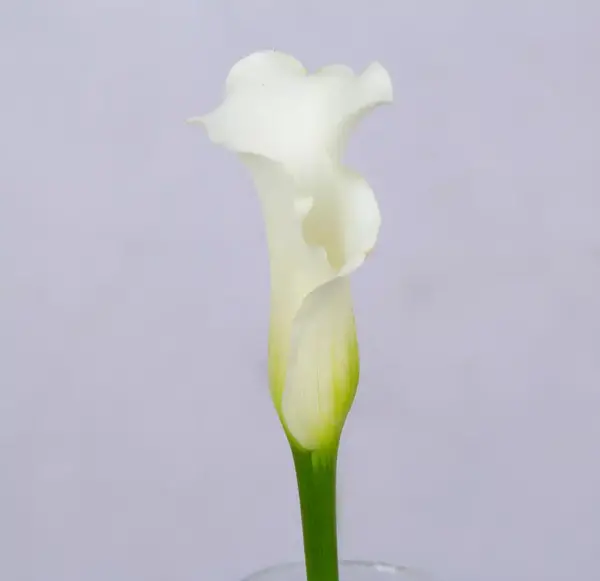 عکس گل شیپوری بنفش
