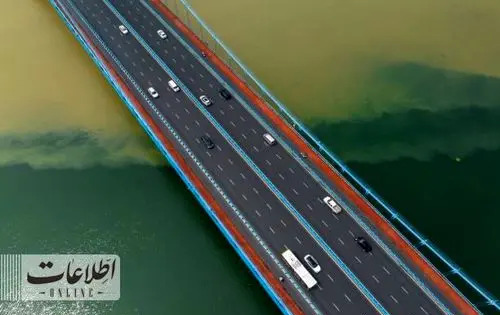 عکس طاووس سیاه در کاشان