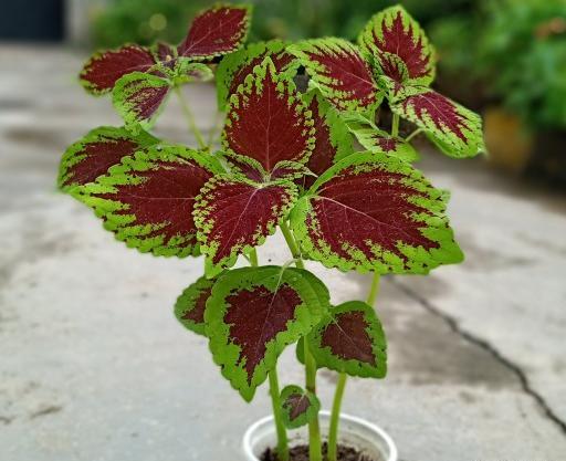 عکس گل حسن یوسف خانگی