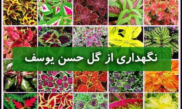 عکس گل حسن یوسف خانگی