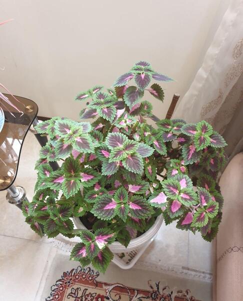 عکس گل حسن یوسف خانگی