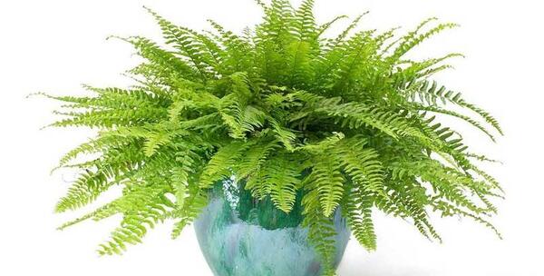عکس گل آپارتمانی سرخس