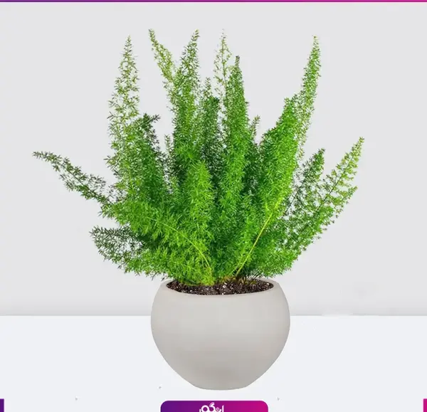 عکس گل آپارتمانی سرخس