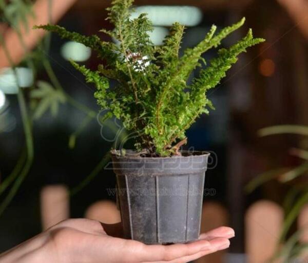 عکس گل آپارتمانی سرخس
