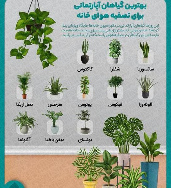 عکس گل آپارتمانی سرخس