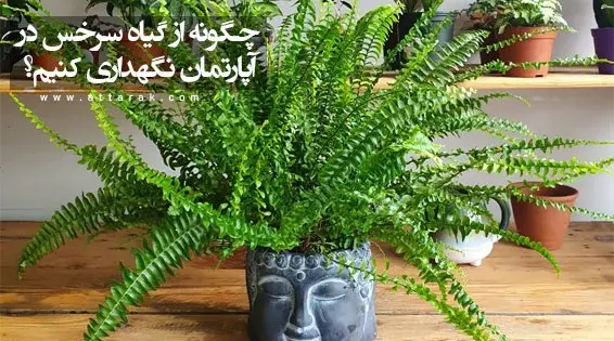 عکس گل آپارتمانی سرخس