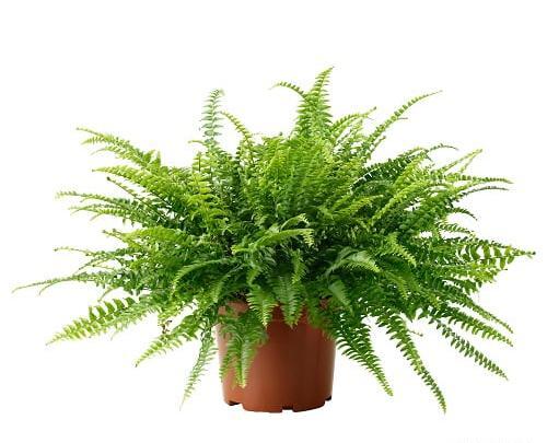 عکس گل آپارتمانی سرخس