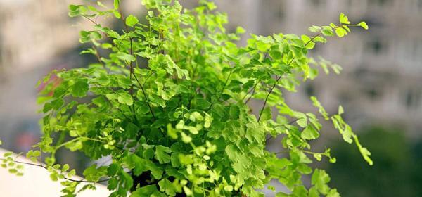 عکس گل آپارتمانی سرخس
