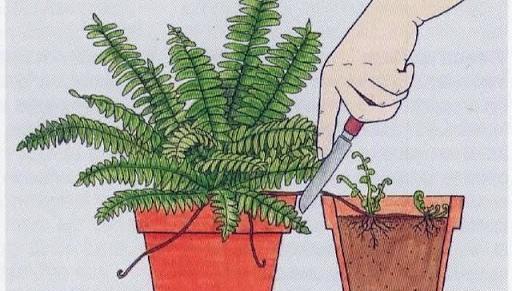 عکس گل آپارتمانی سرخس