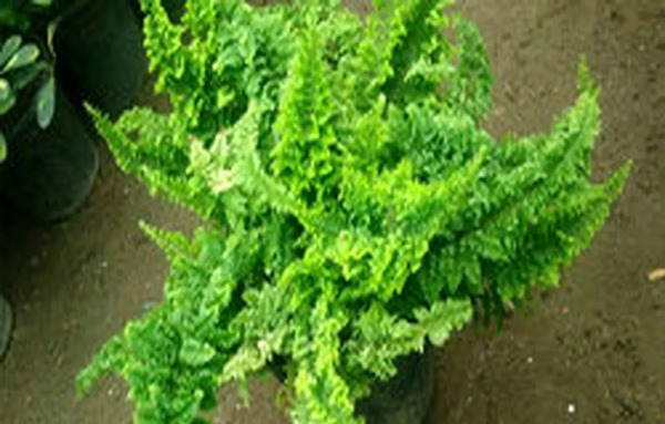 عکس گل آپارتمانی سرخس