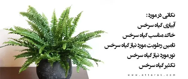 عکس گل آپارتمانی سرخس