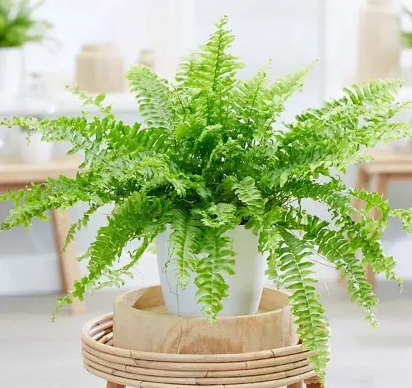 عکس گل آپارتمانی سرخس