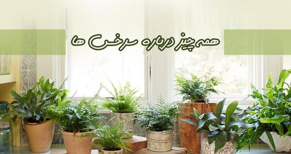 عکس گل آپارتمانی سرخس