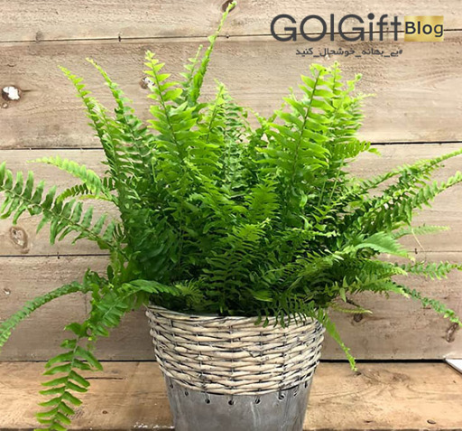 عکس گل آپارتمانی سرخس