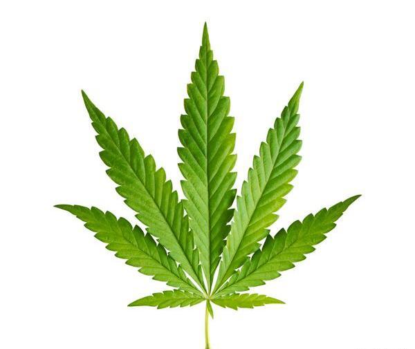 عکس گل و حشیش