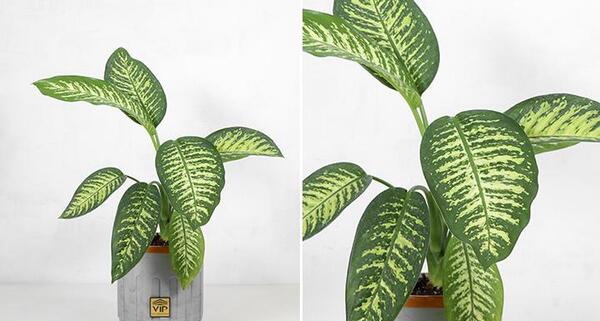 عکس گل طبیعی برای خانه