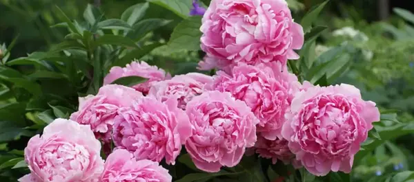 عکس گل طبیعی برای خانه