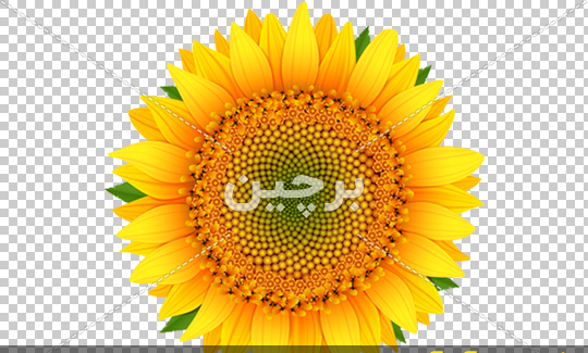 عکس کارتونی گل آفتابگردان