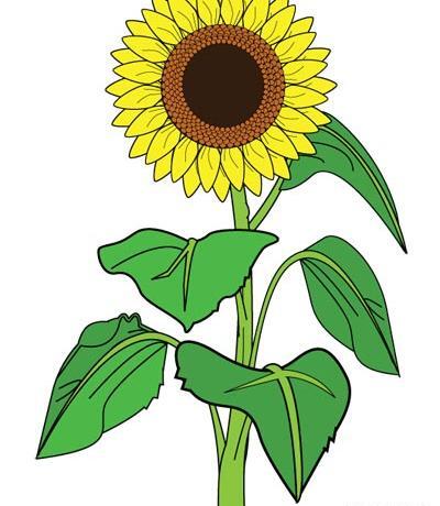 عکس کارتونی گل آفتابگردان