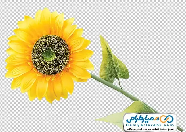 عکس کارتونی گل آفتابگردان