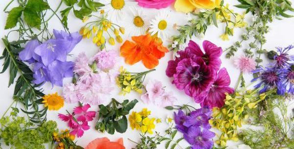 عکس گل های قشنگ گل