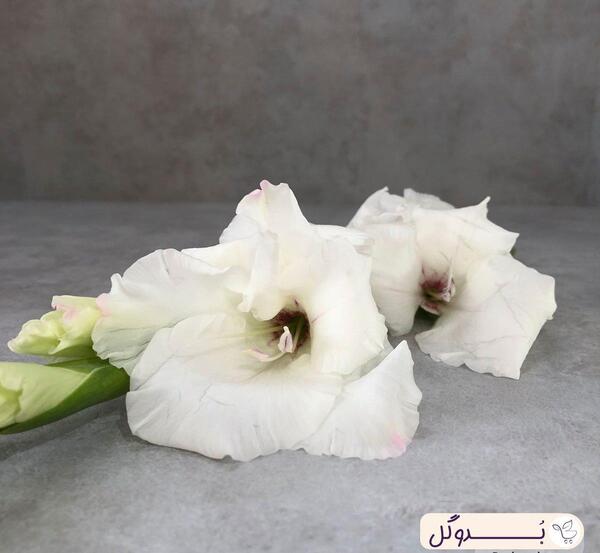 عکس گل گلایل سفید
