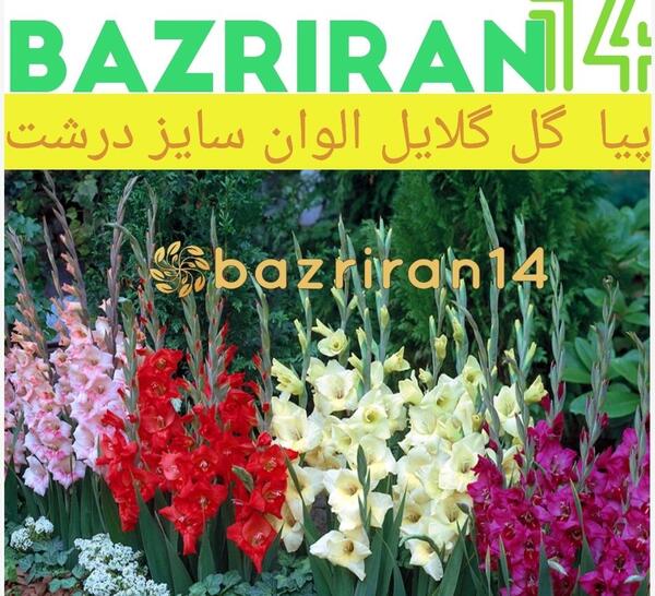 عکس گل گلایل سفید