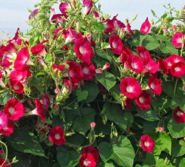 عکس گل نیلوفر رونده