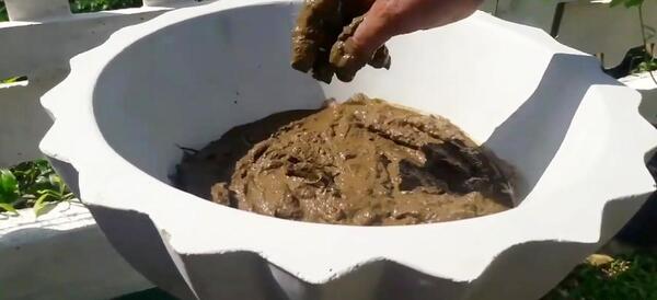 عکس گل نیلوفر رونده
