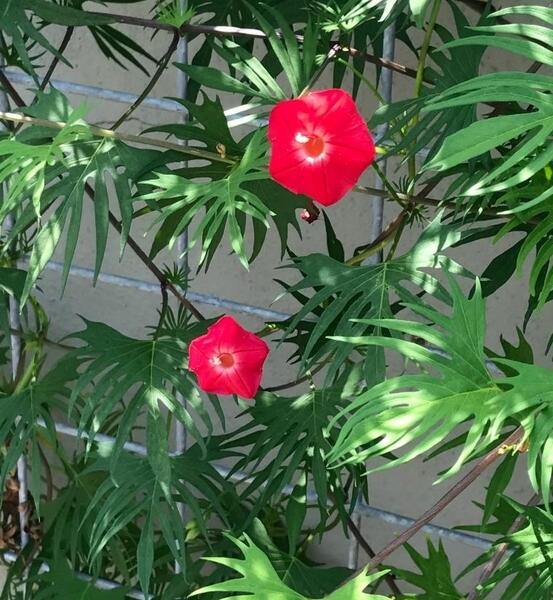 عکس گل نیلوفر رونده