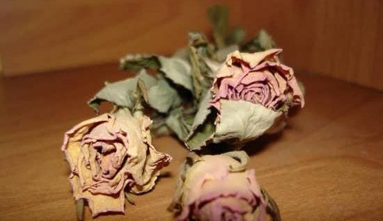 عکس گل پژمرده برای تصویر زمینه